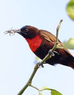 赤胸花蜜鸟 / Scarlet-chested Sunbird / Chalcomitra senegalensis