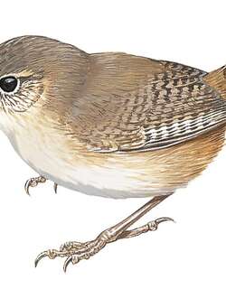 索科罗苇鹪鹩 / Socorro Wren / Troglodytes sissonii
