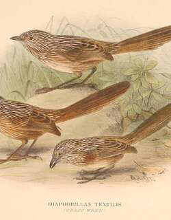 厚嘴鹩莺 / Thick-billed Grasswren / Amytornis modestus