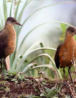 鲁氏秧鸡 / Rouget’s Rail / Rougetius rougetii