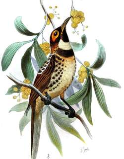 棕胸寻蜜鸟 / Ornate Melidectes / Melidectes torquatus