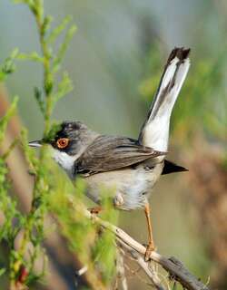 门氏林莺 / Menetries’s Warbler / Curruca mystacea