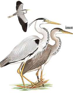 苍鹭 / Grey Heron / Ardea cinerea