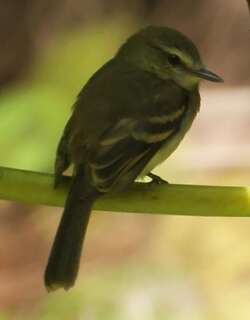 暗褐霸鹟 / Fuscous Flycatcher / Cnemotriccus fuscatus