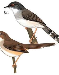 灰胸山鹪莺 / Grey-breasted Prinia / Prinia hodgsonii