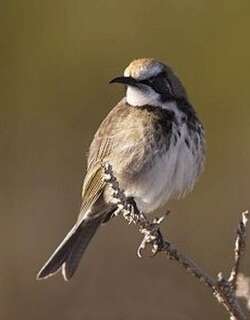 茶冠澳蜜鸟 / Tawny-crowned Honeyeater / Gliciphila melanops