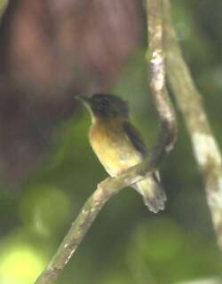 白冠铲嘴雀 / White-crested Spadebill / Platyrinchus platyrhynchos
