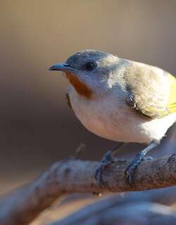 红喉蚊蜜鸟 / Rufous-throated Honeyeater / Conopophila rufogularis