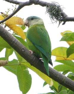 灰颊鹦哥 / Grey-cheeked Parakeet / Brotogeris pyrrhoptera