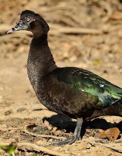 疣鼻栖鸭 / Muscovy Duck / Cairina moschata