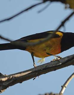 黑臀拟鹂 / Black-vented Oriole / Icterus wagleri