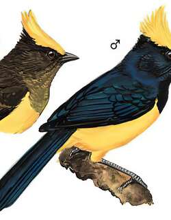 冕雀 / Sultan Tit / Melanochlora sultanea