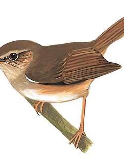 强脚树莺 / Brown-flanked Bush Warbler / Horornis fortipes