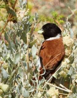 黑头丝雀 / Black-headed Canary / Serinus alario
