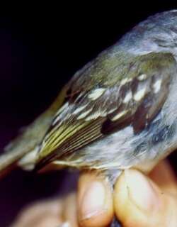 丘陵伊拉鹟 / Foothill Elaenia / Myiopagis olallai