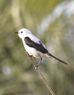 黑白蒙霸鹟 / Black-and-white Monjita / Heteroxolmis dominicana