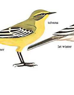 黄鹡鸰 / Eastern Yellow Wagtail / Motacilla tschutschensis