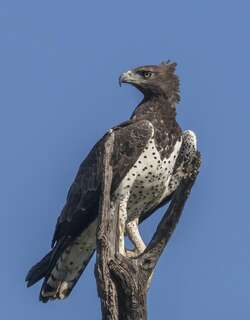 猛雕 / Martial Eagle / Polemaetus bellicosus