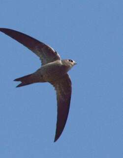 布氏雨燕 / Bradfield’s Swift / Apus bradfieldi