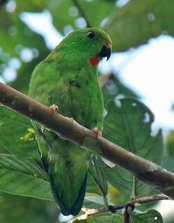 苏拉短尾鹦鹉 / Great Hanging Parrot / Loriculus stigmatus