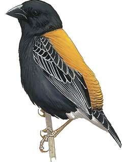 金背巧织雀 / Golden-backed Bishop / Euplectes aureus