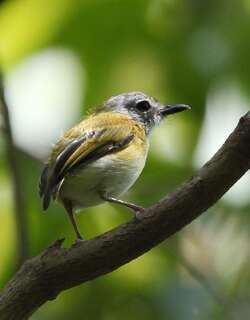 短尾侏霸鹟 / Short-tailed Pygmy Tyrant / Myiornis ecaudatus