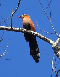 黑腹棕鹃 / Black-bellied Cuckoo / Piaya melanogaster