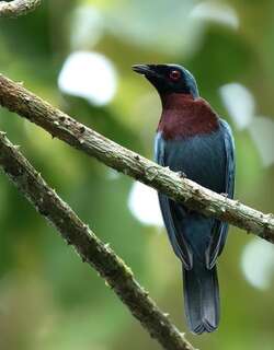 栗胸王鵙 / Maroon-breasted Philentoma / Philentoma velata