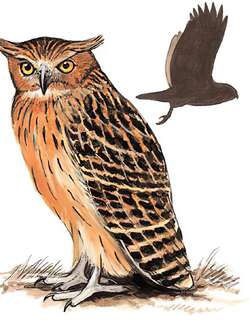 黄腿渔鸮 / Tawny Fish Owl / Ketupa flavipes