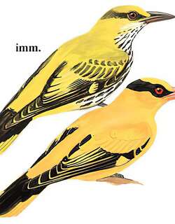 黑枕黄鹂 / Black-naped Oriole / Oriolus chinensis