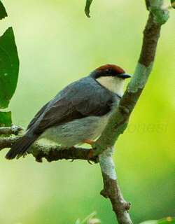 褐冠孤莺 / Rufous-crowned Eremomela / Eremomela badiceps