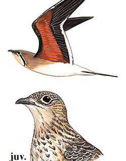 领燕鸻 / Collared Pratincole / Glareola pratincola