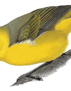茂宜短镰嘴雀 / Maui Nukupuu / Hemignathus affinis
