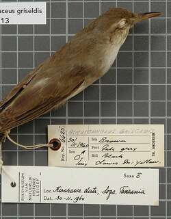 巴士拉苇莺 / Basra Reed Warbler / Acrocephalus griseldis