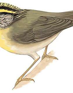 黄喉雀鹛 / Yellow-throated Fulvetta / Schoeniparus cinereus