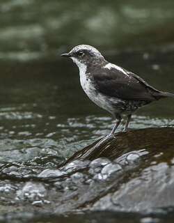 白顶河乌 / White-capped Dipper / Cinclus leucocephalus