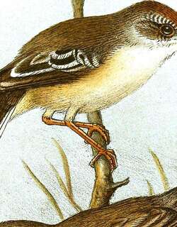 红脸娇莺 / Red-fronted Prinia / Prinia rufifrons