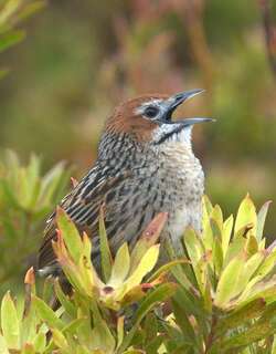 草莺 / Cape Grassbird / Sphenoeacus afer
