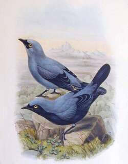 高山鹃鵙 / Black-bellied Cuckooshrike / Edolisoma montanum