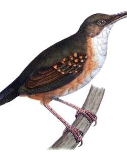 银色蚁鸟 / Silvered Antbird / Sclateria naevia