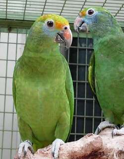 蓝颊鹦哥 / Blue-cheeked Amazon / Amazona dufresniana