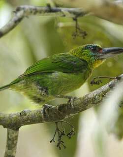 丽色拟䴕 / Red-throated Barbet / Psilopogon mystacophanos