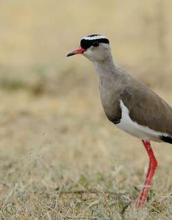 冕麦鸡 / Crowned Lapwing / Vanellus coronatus