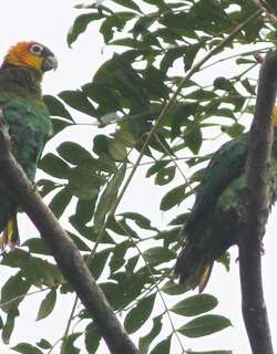 番红头鹦哥 / Saffron-headed Parrot / Pyrilia pyrilia