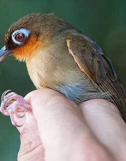 棕喉蚁鸟 / Rufous-throated Antbird / Gymnopithys rufigula