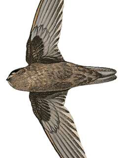阿美林金丝燕 / Ameline Swiftlet / Aerodramus amelis