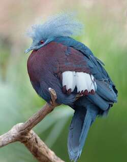 斯克氏紫胸风冠鸠 / Sclater’s Crowned Pigeon / Goura sclaterii
