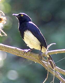 艾氏紫椋鸟 / Abbott’s Starling / Poeoptera femoralis