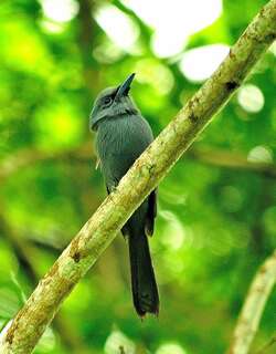 蓝寿带 / Blue Paradise Flycatcher / Terpsiphone cyanescens