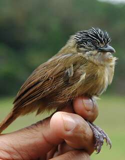 褐纹胸鹛 / Brown Tit-Babbler / Macronus striaticeps